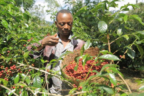 Ethiopian - Yirgacheffe Gedeb Banko Taratu