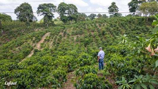 Colombia - Microlot Jairo Arcila Single Origin
