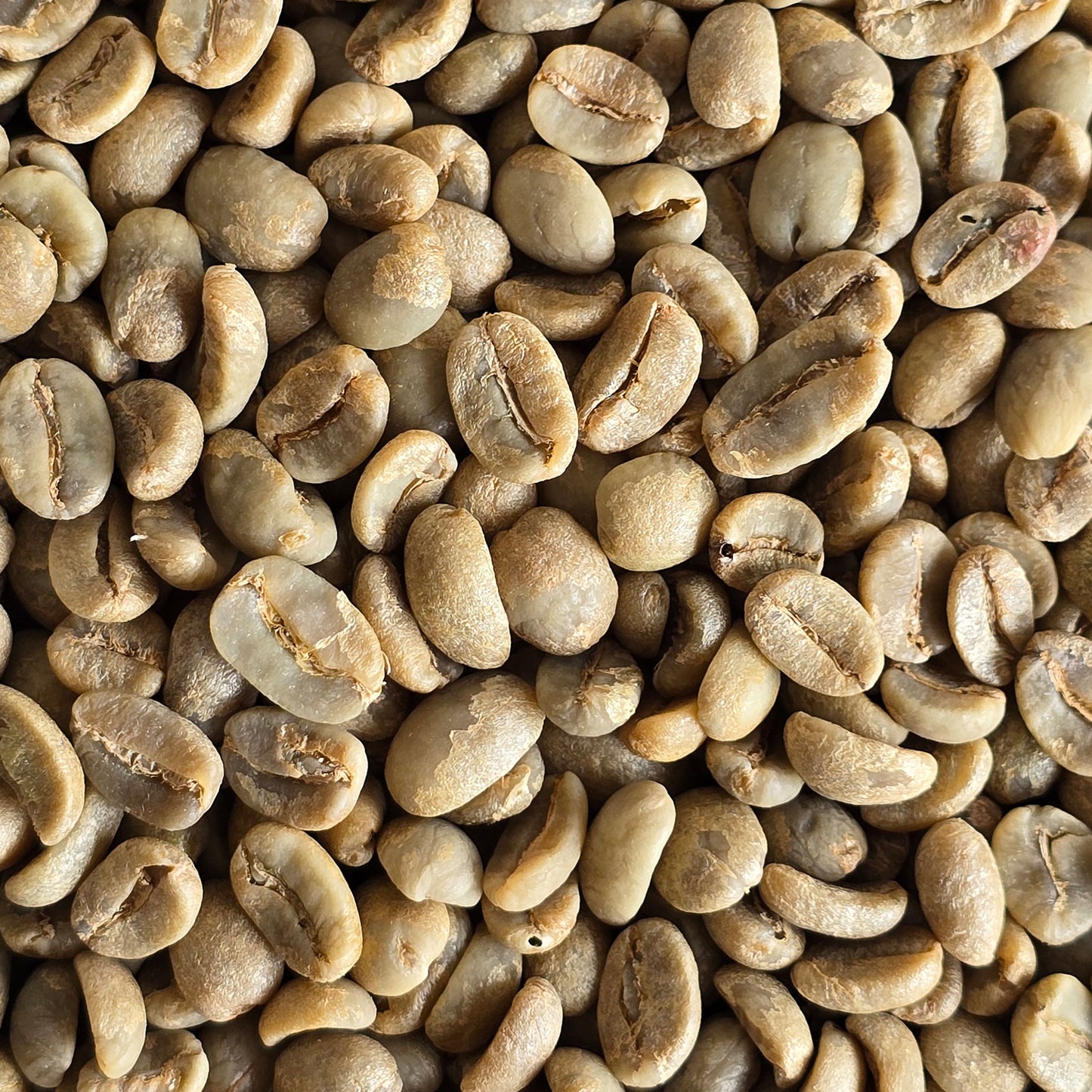 Nicaragua Organic Green Coffee Beans 1kg