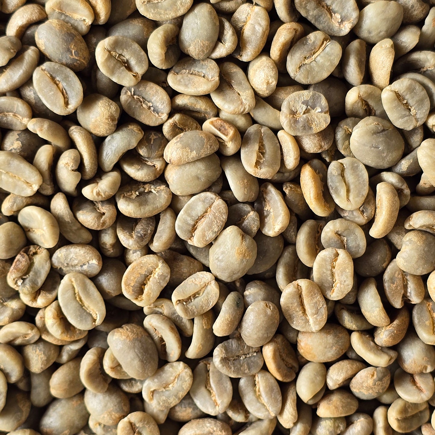 Colombian Excelso Green Coffee Beans 1kg