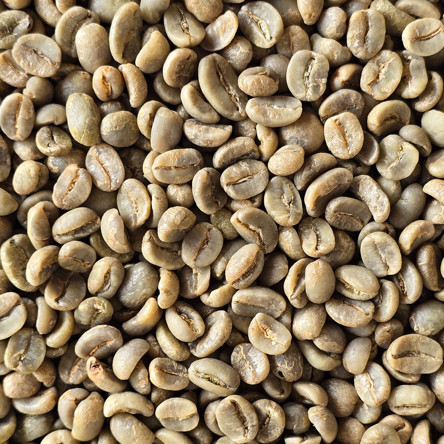 Honduras Aopcafeh Organic Green Coffee Beans 1kg